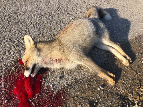 death of fox after being hit by a vehicle on the road photo