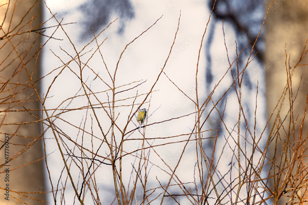 Obraz premium Blue Tit - landscape