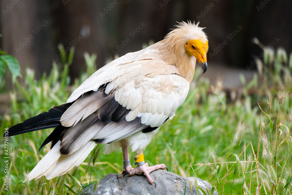 Egyptian vulture close-up profile view Egyptian vulture close-up profile view