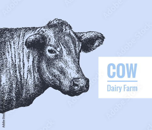 The head of a cow, a bull in a graphic vintage style. Linear drawing, sketch, vector illustration.