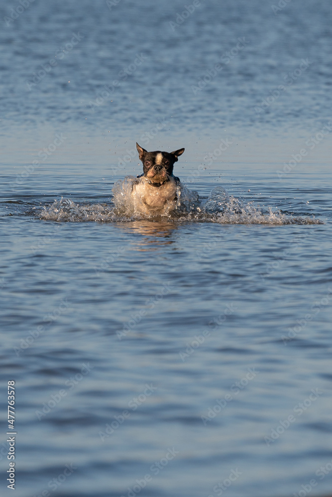 Boston Terrier Krümel in der Nordsee Boston Terrier Krümel in der Nordsee