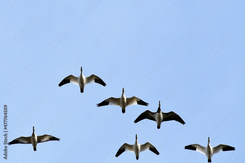 Geese in a Blue Sky