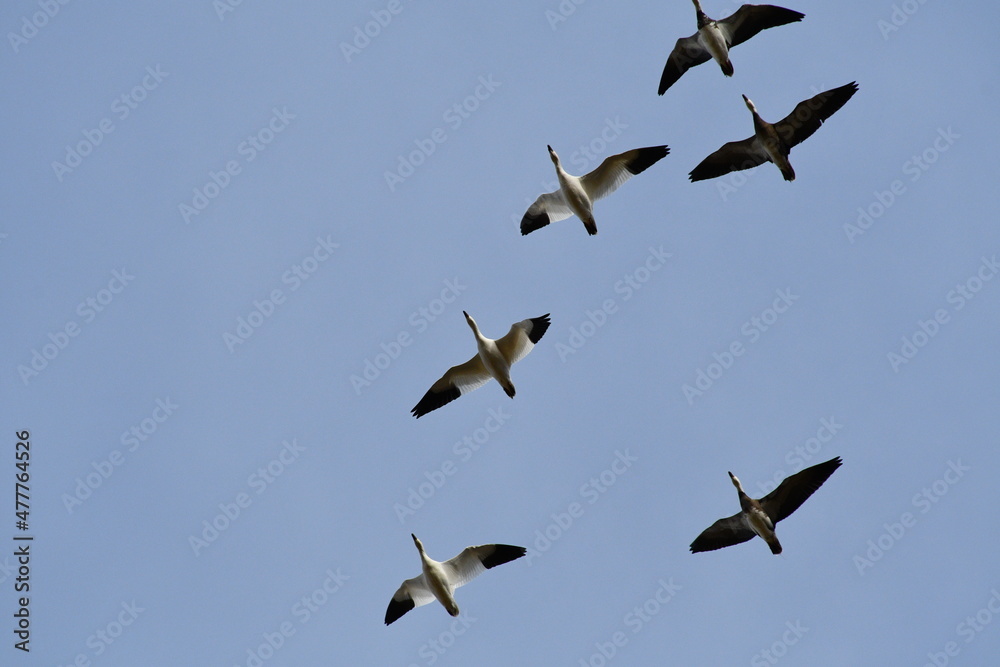 Obraz premium Geese in a Blue Sky