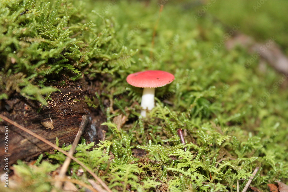 mushroom in the forest mushroom in the forest