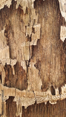 Old Palm Tree Trunk Texture