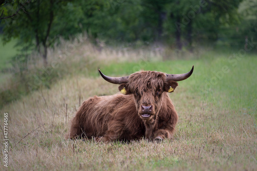 Scottish highland cow resting in the gras