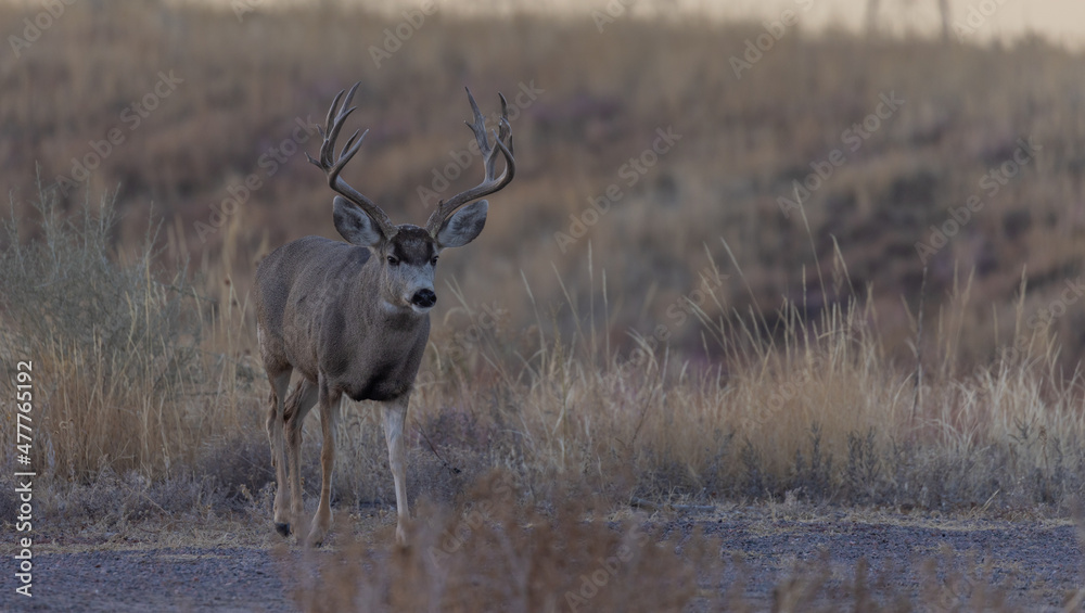 Fototapeta premium Buck Mule Deer During the Fall Rut in Colorado