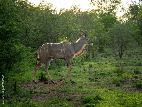Fototapeta Naklejka Na Ścianę i Meble -  Male Greater Kudu Tragelaphus strepsiceros in the veld in Zimbabwe
