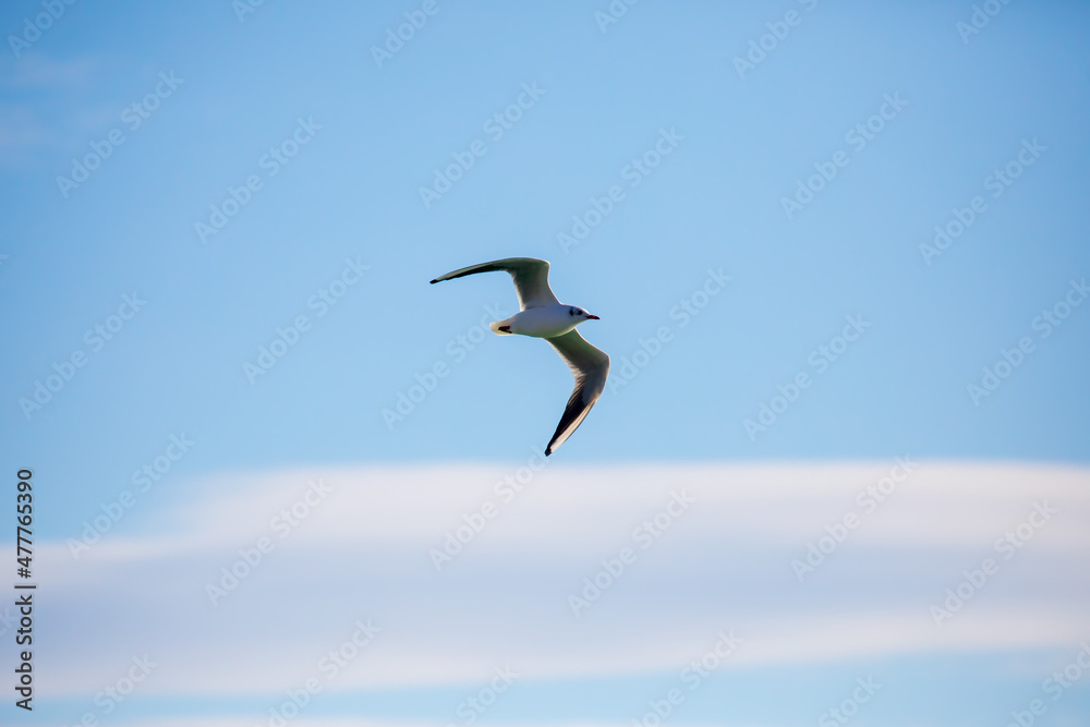 Fliegenden Möwen in Nahaufnahmen am Plattensee in Ungarn