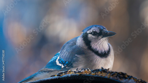Blue Jays of winter with blurred background, closeup images, high resolution, 