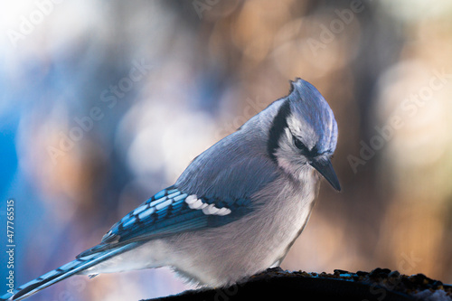 Blue Jays of winter with blurred background, closeup images, high resolution, 