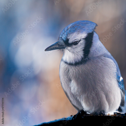 Blue Jays of winter with blurred background, closeup images, high resolution, 