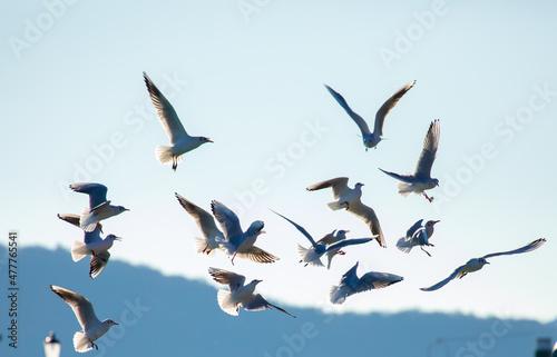 Fliegenden Möwen in Nahaufnahmen am Plattensee in Ungarn