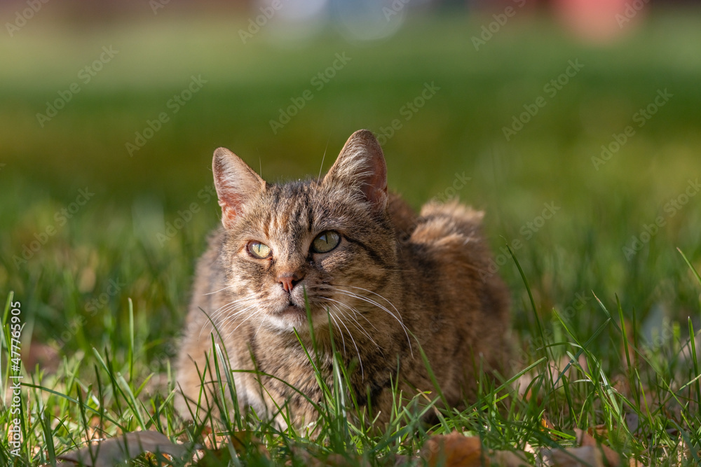 Beautiful gray cat on the green grass.