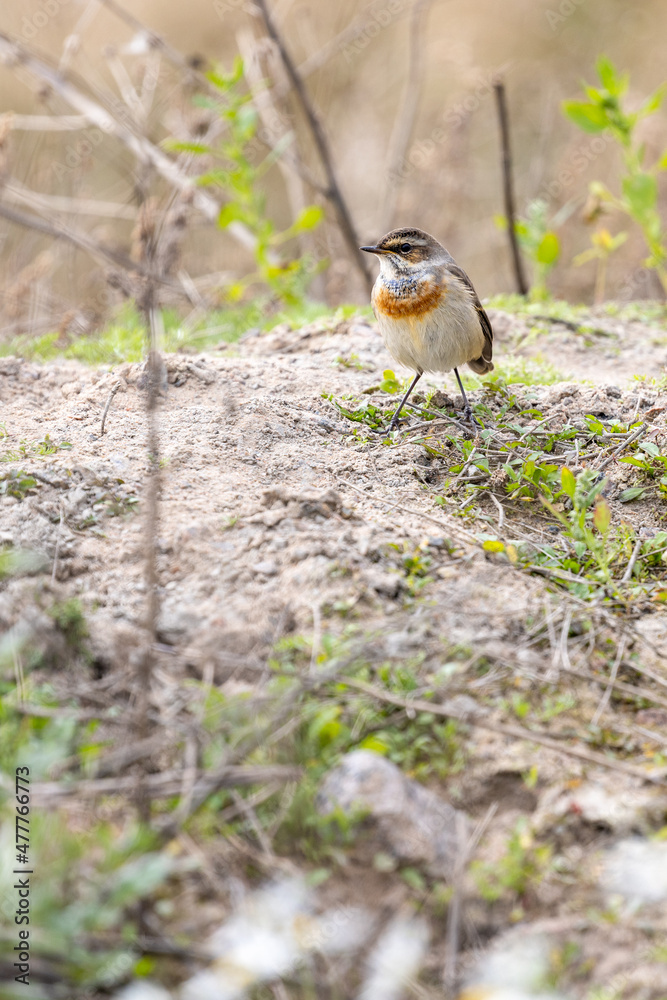 Naklejka premium Bluethroat