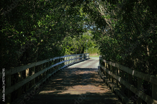 wooden bridge in the forest