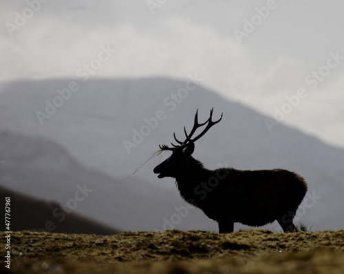 Rd deer stag on a misty landscape. Taken in Scotland photo