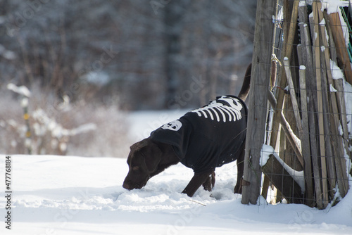 Dog on farm