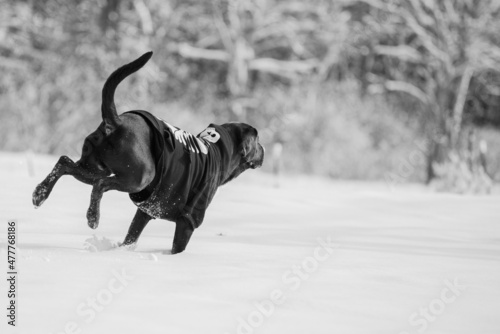 dog in snow