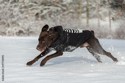 dog running in the snow