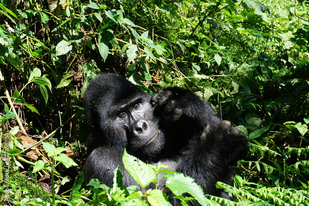 Eye contact with a silverback mountain gorilla at Bwindi Impenetrable Forest