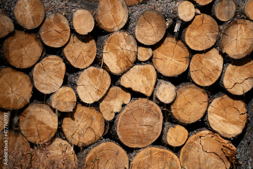 Firewood in Pile