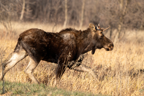 Wild Prairie Moose