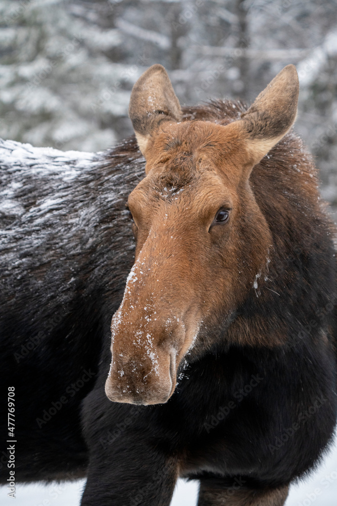 Winter Moose Manitoba