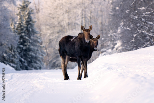 Winter Moose Manitoba © pictureguy32