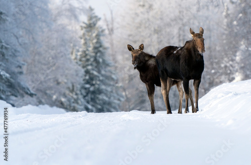 Winter Moose Manitoba
