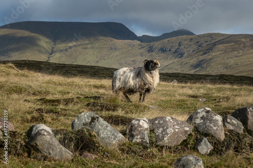 A mountain sheep on the peatlands in the area of Wild Nephin National Park Ballycroy. photo