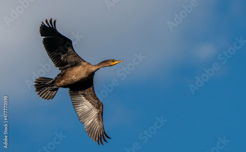Cormorants in flight