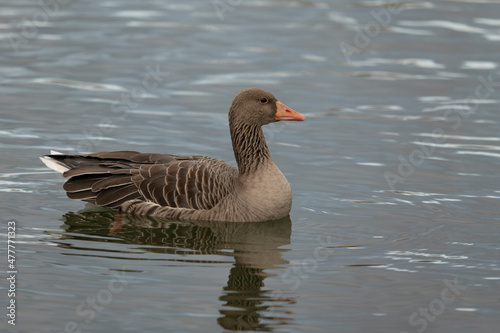 Greylag goose , Anser anser, swims on a lake
