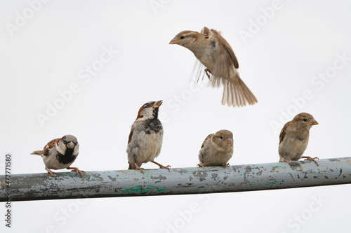 A flock of sparrows sits on a metal pipe. © shymar27