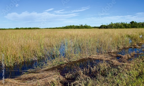 Everglades National Park, Florida, USA. The most prominent feature of the Everglades: sawgrass prairie, marsh or slough. Ecosystem of tropical wetlands, a large drainage basin in Southern Florida. photo