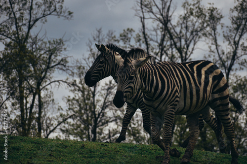 Fototapeta Naklejka Na Ścianę i Meble -  zebra in the wild