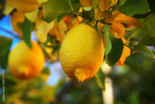 ripe lemon hanging on branch