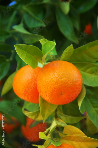 two  ripe tangerines on branch