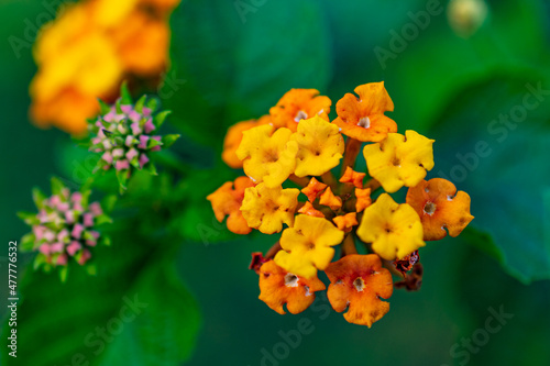 Up close view of flower