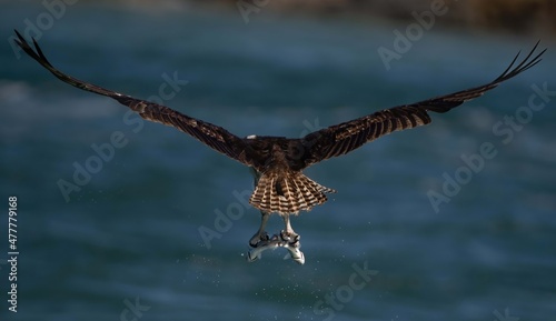 osprey in flight
