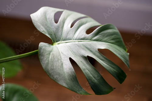 Beautiful large monstera plant leaf 