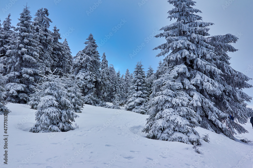 Schneebedeckte Landschaft im Winter im Harz
