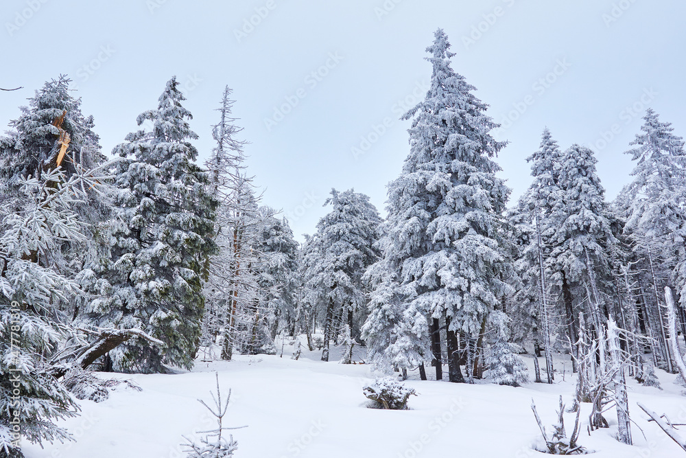 Fototapeta premium Schneebedeckte Landschaft im Winter im Harz
