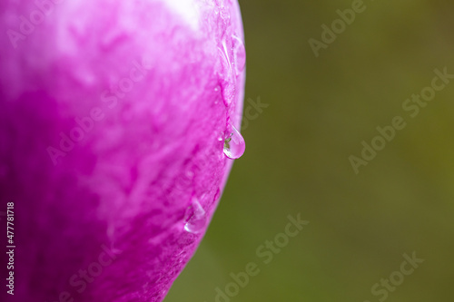 Close up view of water droplet on pink flower