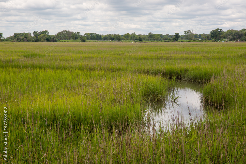 Fototapeta premium Charleston Marsh, South Carolina