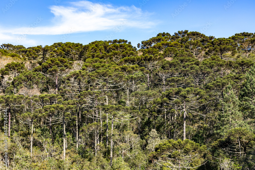 Araucaria forest