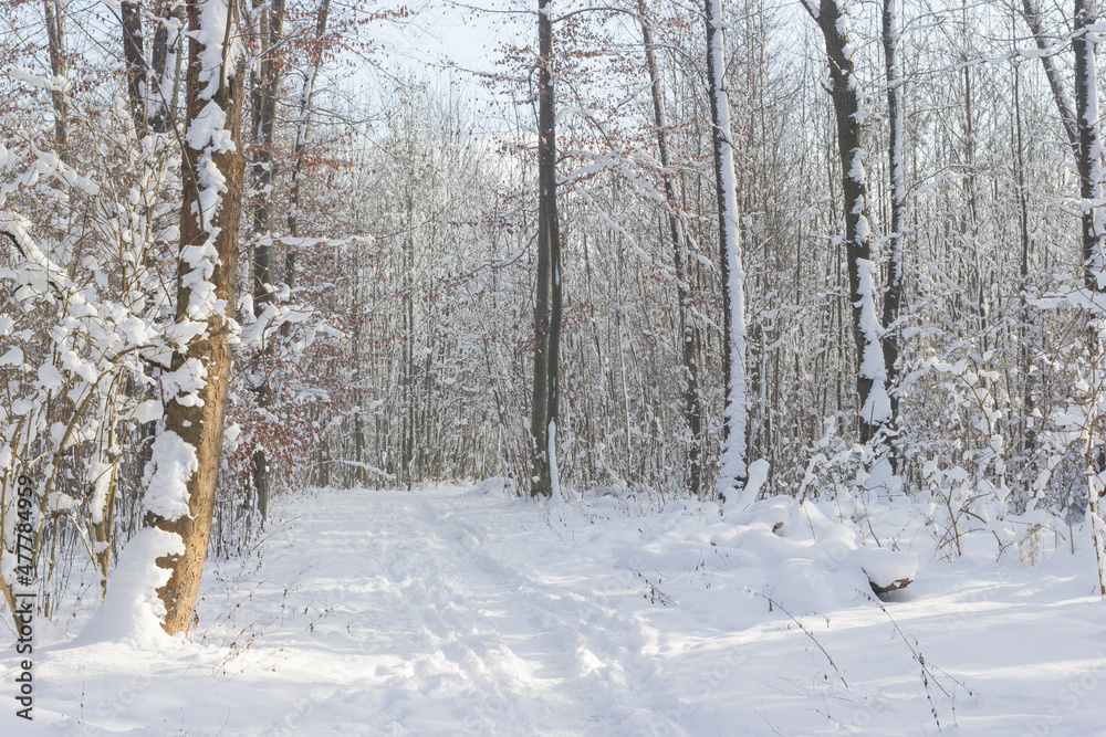 winter, winterlandschaft, schnee, wald, baum, bäume, natur, spaziergang, spur, spuren, spuren im schnee