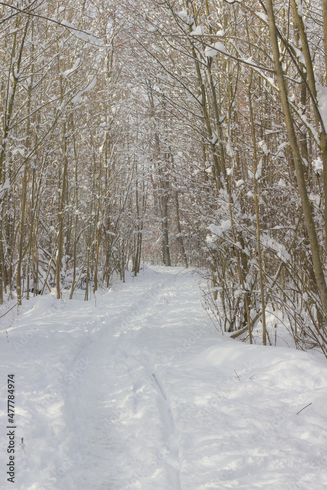 winter, winterlandschaft, schnee, wald, baum, bäume, natur, spaziergang, spur, spuren, spuren im schnee winter, winterlandschaft, schnee, wald, baum, bäume, natur, spaziergang, spur, spuren, spuren im schnee
