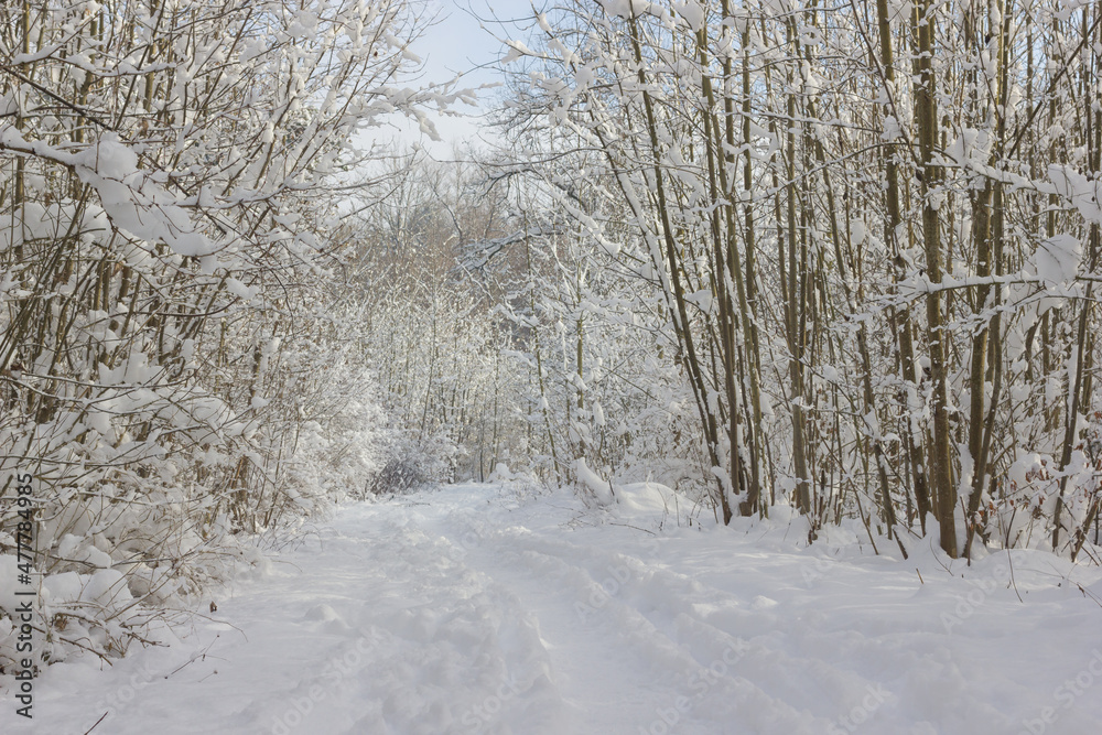 winter, winterlandschaft, schnee, wald, baum, bäume, natur, spaziergang, spur, spuren, spuren im schnee winter, winterlandschaft, schnee, wald, baum, bäume, natur, spaziergang, spur, spuren, spuren im schnee