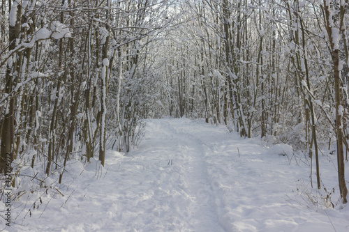 winter, winterlandschaft, schnee, wald, baum, bäume, natur, spaziergang, spur, spuren, spuren im schnee © fotoman1962
